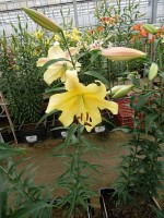 [5213 Golden Power 20 ST No01.JPG]